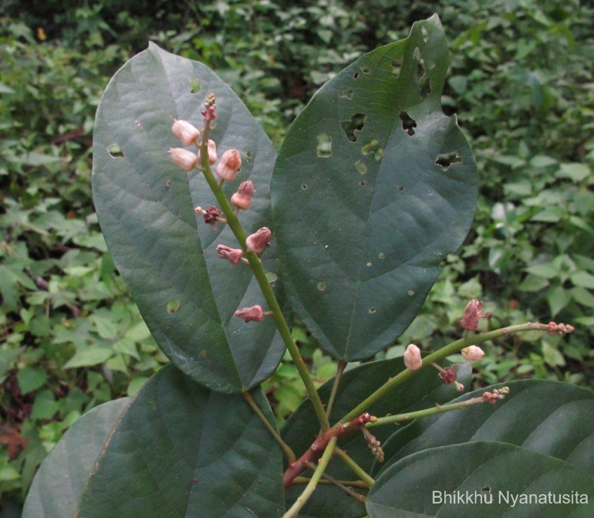 Sterculia zeylanica Kosterm.